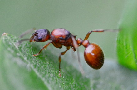 How To Get Rid Of Ants On Your Orchids – Outrageous Orchids